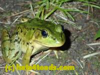 /home//u458753944/public_html/sourcegallery/////Frogs/More bullfrogs/P8170146.JPG